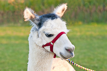 Image showing Alpaca, Vicugna pacos amaru