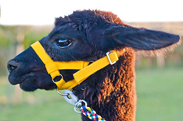 Image showing Alpaca, Vicugna pacos 