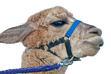 Image showing Alpaca, Vicugna pacos amaru