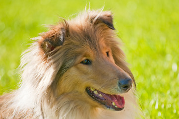 Image showing collie