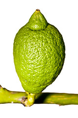 Image showing unripe citron at a tree