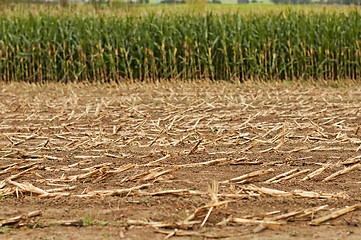 Image showing Harvest of corn