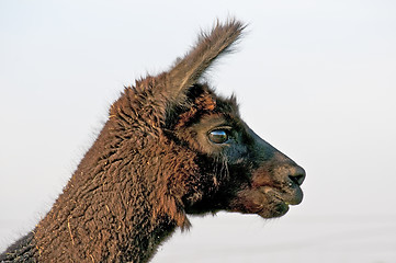 Image showing Alpaca, Vicugna pacos 