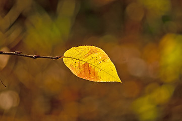 Image showing autumnal colored leaf in back light