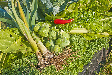 Image showing vegetables