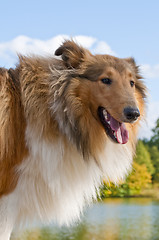 Image showing collie puppy sunny