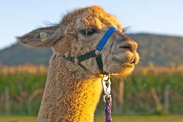 Image showing Alpaca, Vicugna pacos amaru