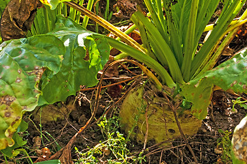 Image showing sugar beet