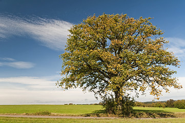 Image showing oak in autumn