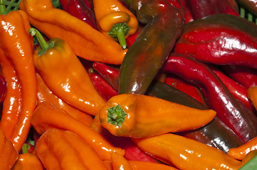 Image showing pepper