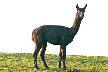 Image showing Alpaca, Vicugna pacos 