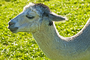 Image showing Alpaca, Vicugna pacos amaru