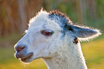 Image showing Alpaca, Vicugna pacos