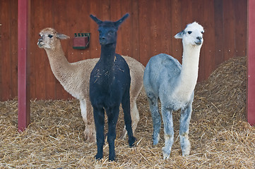 Image showing Alpaca, Vicugna pacos