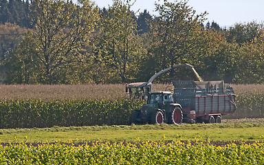 Image showing Harvest of corn