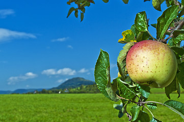 Image showing apple with landscape