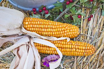 Image showing decoration for thanksgiving