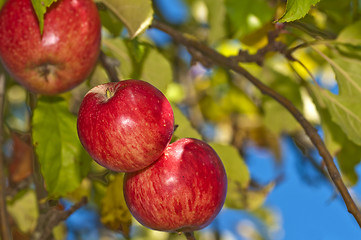 Image showing apple on a tree