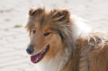 Image showing collie