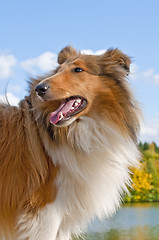 Image showing collie puppy sunny