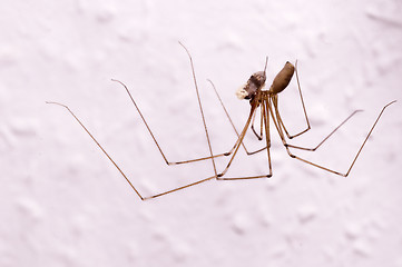 Image showing daddy longleg