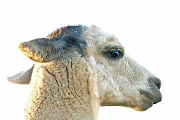 Image showing Alpaca, Vicugna pacos amaru