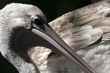 Image showing Pelican closeup