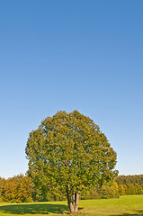 Image showing tree in autumnal light