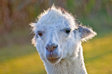 Image showing Alpaca, Vicugna pacos amaru