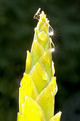 Image showing bloom of a turmeric in backlight 