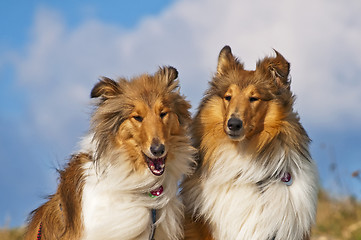 Image showing collie dogs