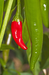 Image showing Chili red and green