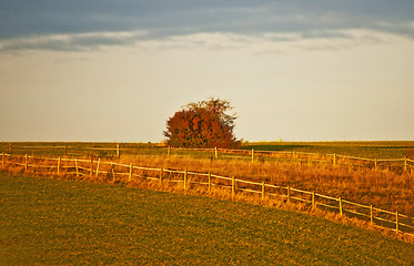 Image showing autumnal meadow 