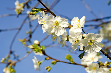 Image showing White apple tree buds blooms spring background 