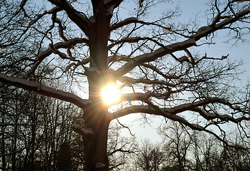 Image showing Sun penetrate snowy branches of old oak in winter 