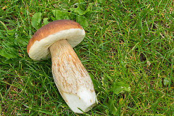 Image showing boletus founded in forest