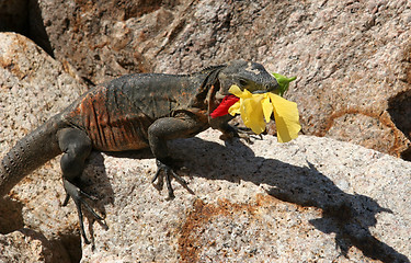 Image showing Iguana eating a flower