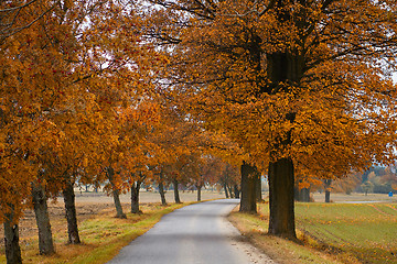 Image showing Road in the autumn with orabge colored trees