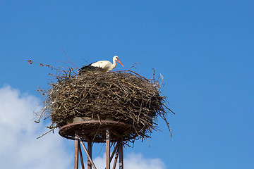 Image showing a mother white stork bird on a chimney 