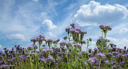 Image showing Summer scenery with Purple lucerne field and bumble bee