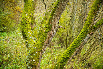 Image showing Bright Green Moss (bryophytes) on tree trunks