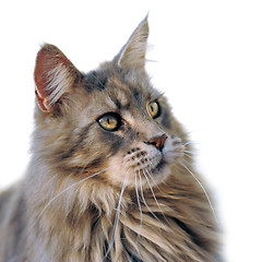 Image showing maine coon