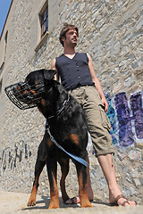 Image showing rottweiler, muzzle and man