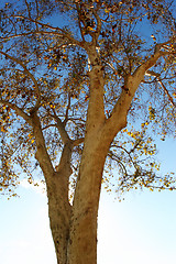 Image showing Autumn tree close-up