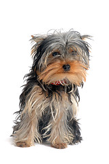 Image showing yorkshire terrier