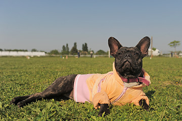 Image showing french bulldog in dress