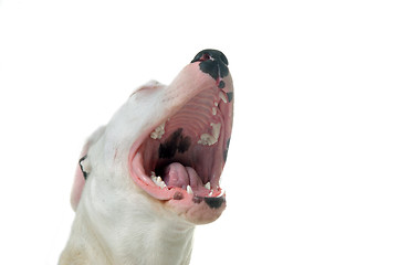 Image showing barking dogo argentino