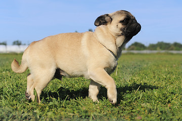 Image showing walking baby pug