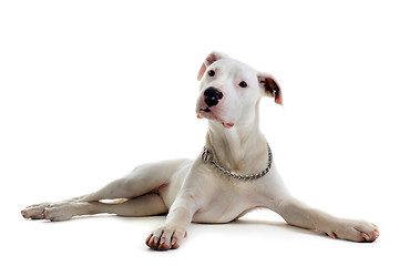 Image showing puppy dogo argentino