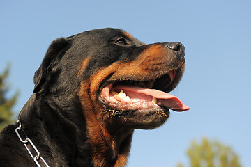 Image showing rottweiler